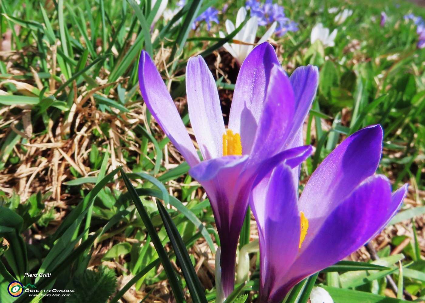42 Crocus vernus (Crocus) .JPG